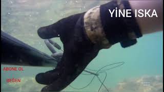 Zıpkın Avı Amatör, Zıpkınla Balık Avı 2021, Kefal Avı, Spearfishing