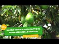 Manejo integrado del cultivo de aguacate lorena o papelillo - TvAgro por Juan Gonzalo Angel Restrepo