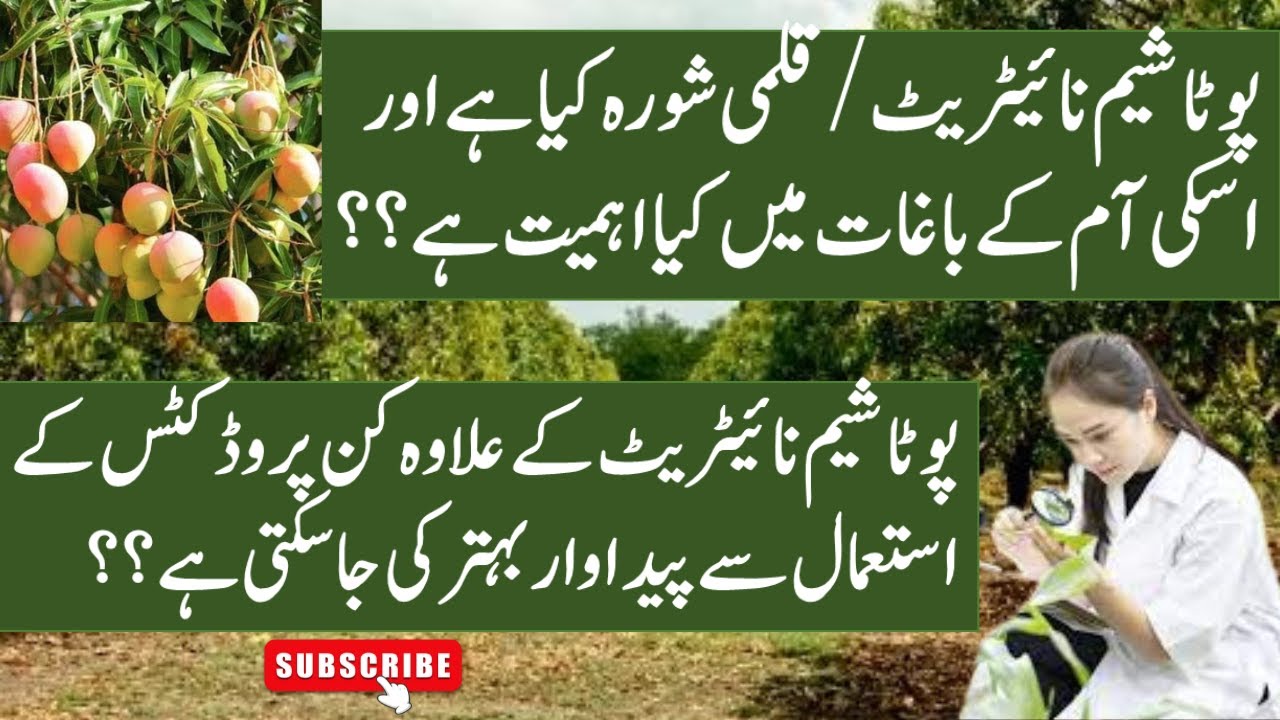 What is the importance of Potassium Nitrate in mango orchards| How KNO3 works 