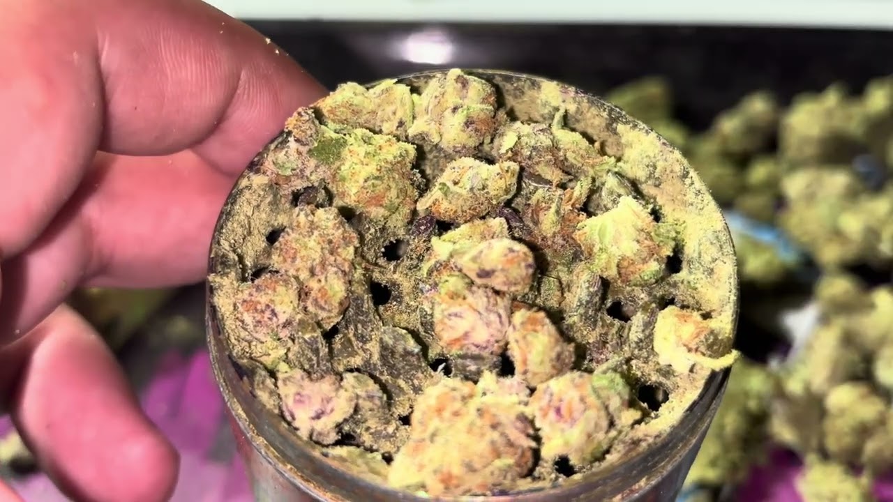 THCA KING 👑- Blue Mamba Light Dep THCA Flower 🔥 $70 oz 