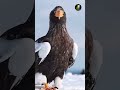 🔥The Steller’s Sea Eagle — one of the largest and most powerful eagles on Earth!