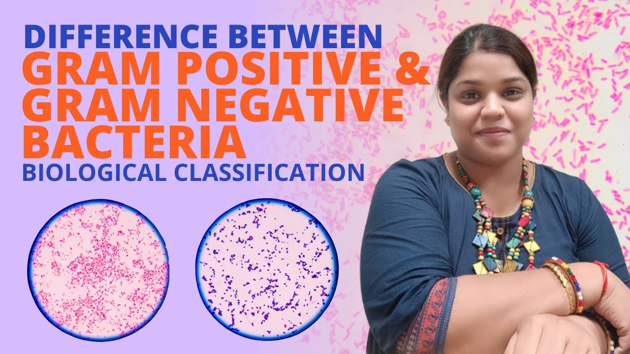 Difference between gram positive and gram negative bacteria in hindi