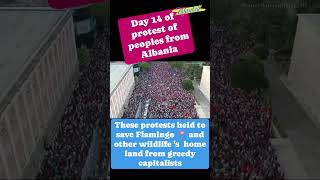 Massive gathering of peoples in #Albania 🇦🇱are protesting against Jared Kushner and #Ivanka #Trump