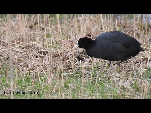 Video: Kakšne Strupene Ptice Obstajajo