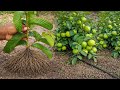 How To Grow Guava Tree Small Cutting with Leaf (100% Success)