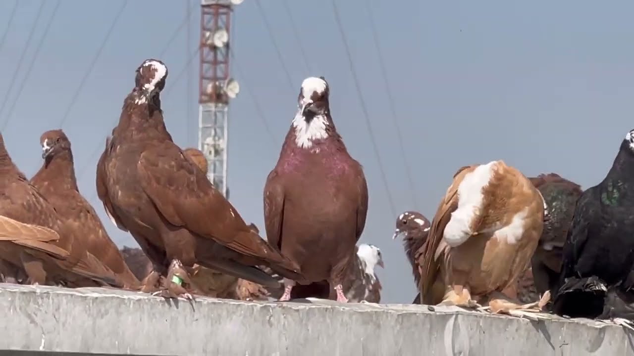 اول مطيار للفرخات