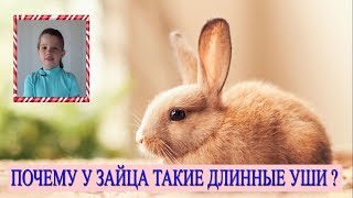 🐰 Почему у зайца (кролика) длинные уши 🐰 Почему у зайца (кролика) длинные уши