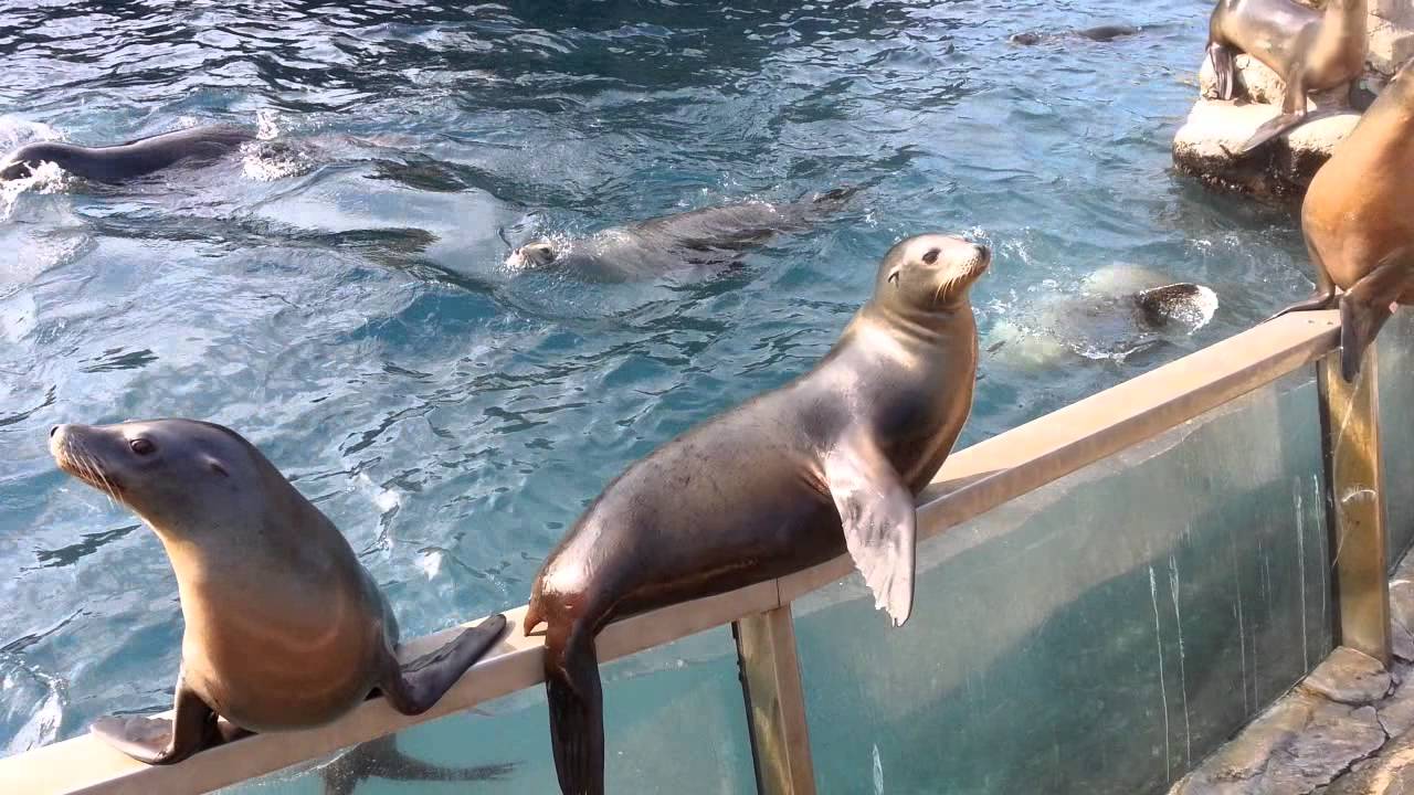Noisy sea lions at Sea World YouTube