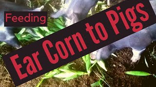 Feeding Fresh Ear Corn To Market Hogs