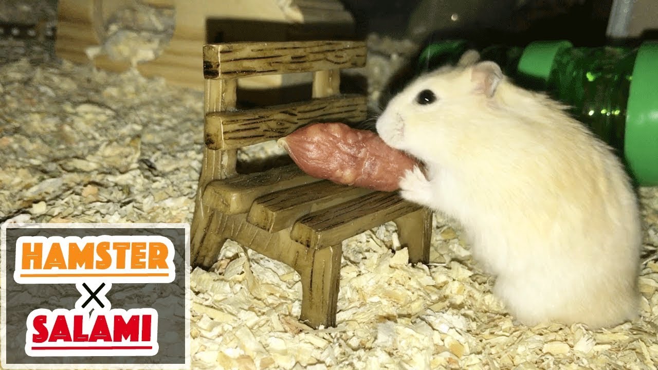 hamster × SALAMI / ハムスター × サラミ YouTube