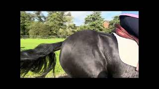 15h cob mare 