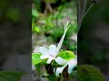 Glory Bower or Indian Privet.(Volkameria inermis)