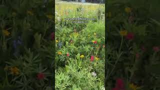 run to your closest alpine meadow 🏃‍♀️⛰️🪻 ⚠️ remember when viewing the wildflowers to be