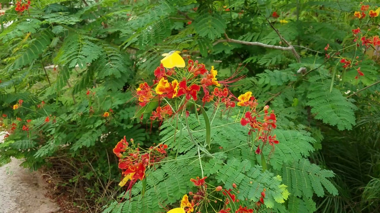 LaSalle County Safety Rest Area Butterflies YouTube