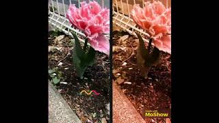 riaco  感Live  Sunq..