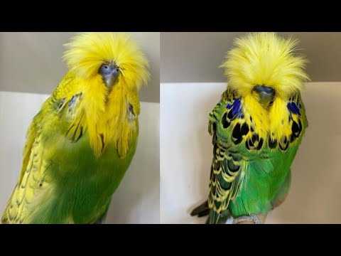 مستويات عالميه في البادجي الانجليزي في مسابقه الجمعيه المصريه الجزء الرابع