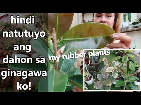 Video: Mga Karamdaman At Peste Ng Ficus (37 Mga Larawan): Bakit Umalis Ang Kulot Papasok? Paano Kung Ang Ficus Ay Hindi Lumalaki? Paano Ito Muling Buhayin Kung Ang Mga Dahon Ay Itim?