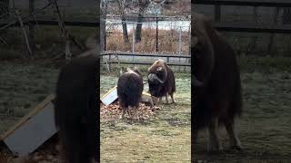 Muskox Box Enrichment
When boxes need to be moved with power, you muskox ‘Diesel’. 💥
With their massive horns and reinforced skulls, muskoxen are pros at headbutting, and our Animal Care, Health & Welfare team came up with some creative enrichment to support this natural behaviour. Our female muskox ‘Tilly’ was the first to explore this box, headbutting it to reveal leaves and hay. When male Diesel joined, a giant barrel was revealed - perfect for rolling around! 💪
#YourZooYYC Muskox Box Enrichment