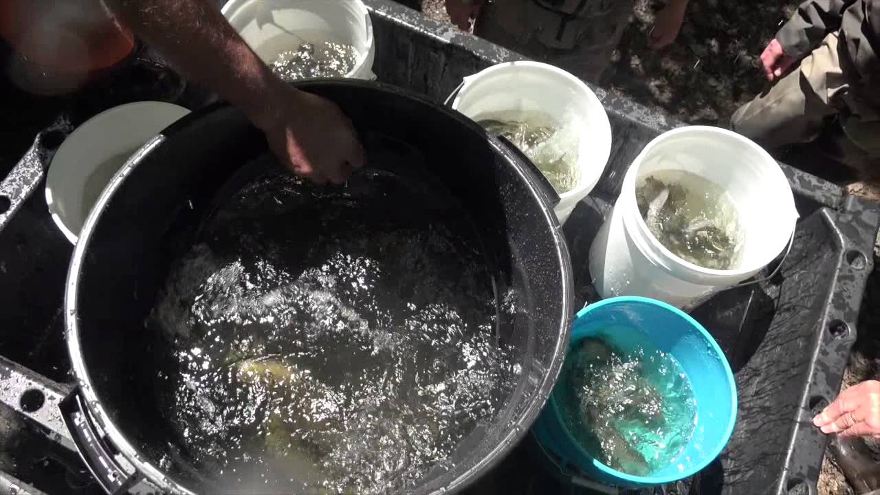 DSR June Trout Stocking Program YouTube