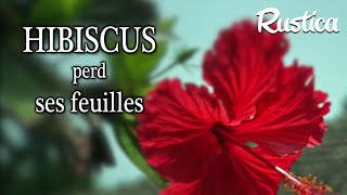 Les feuilles de mon hibiscus tombent