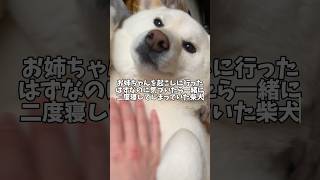 お姉ちゃんを起こしに行ったはずなのに、気づいたら一緒に二度寝しちゃっていた柴犬🐻‍❄️💤　#shorts #柴犬 #犬 #dog