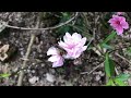 "Mindful Plant Care: The Art of Green Living"