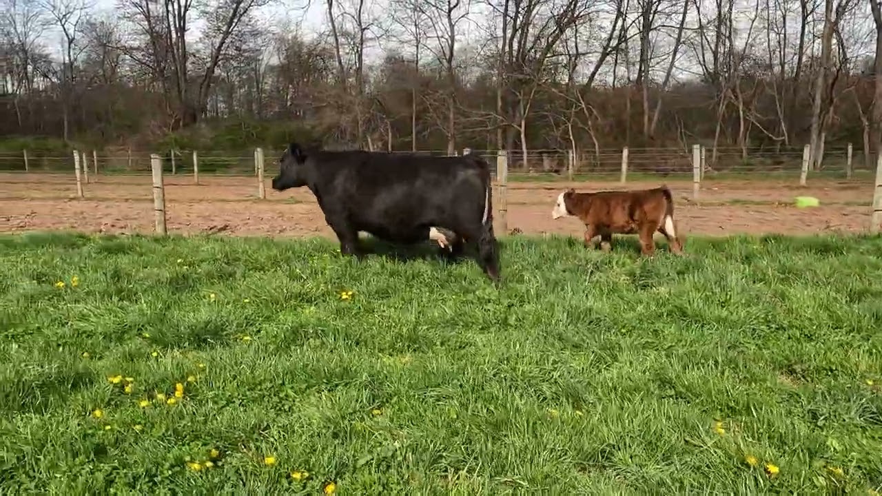 Lot 15 - SSC Shez Da Bomb 54J