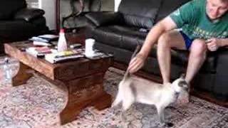 Siamese hunting the mouse