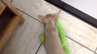 CHILLIN AT THE PET SHOP AT LYNNHAVEN MALL