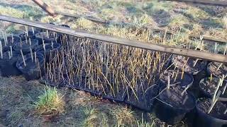 The Most Easy way to plant Willow Cuttings!