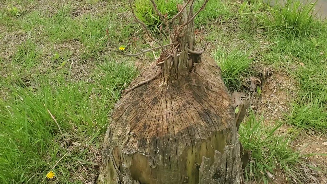 Sportsman's Lake walk.