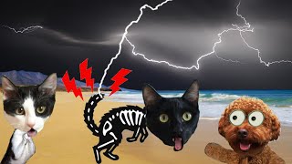 ¿A este gato le cae un rayo en la playa? / Videos de gatos graciosos Luna y Estrella en la vida real