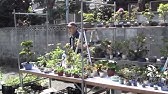 第35回大盆栽まつり Youtube 第35回大盆栽まつり Youtube