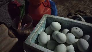 BALUT BUSINESS/PALAKAS NA TALAGA ANG KITAAN SA ATING BALUT BUSINESS 😄😄😄