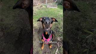 Worlds worst guard dog #doberman #funnydoberman #funny