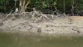 Monkey feeding in Langkawi island
