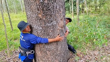 Vua Khỉ miền tây cùng đệ tử cưa hạ gốc Cây Xà Cừ Siêu To.