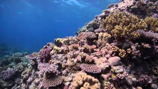 Underwater legend Valerie Taylor urges protection of the Coral Sea by ProtectOurCoralSea 1,258 views 12 years ago 1 minute, 52 seconds