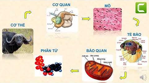 BÀI 1 CÁC CẤP TỔ CHỨC CỦA THẾ GIỚI SỐNG