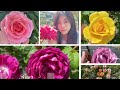 FLORAL ELEGANCE | ROSES FESTIVAL 2023@gardeninghouseplants1112