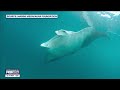 FWC tightens rules on giant manta ray captures