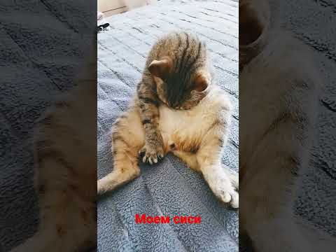 моем сиси - YouTube