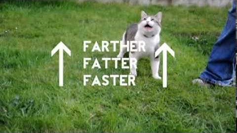 PHYSICS CAT: The Length of a Day, Black Holes, and Angular Momentum