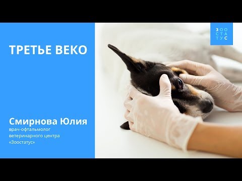 Третье веко у собак и кошек