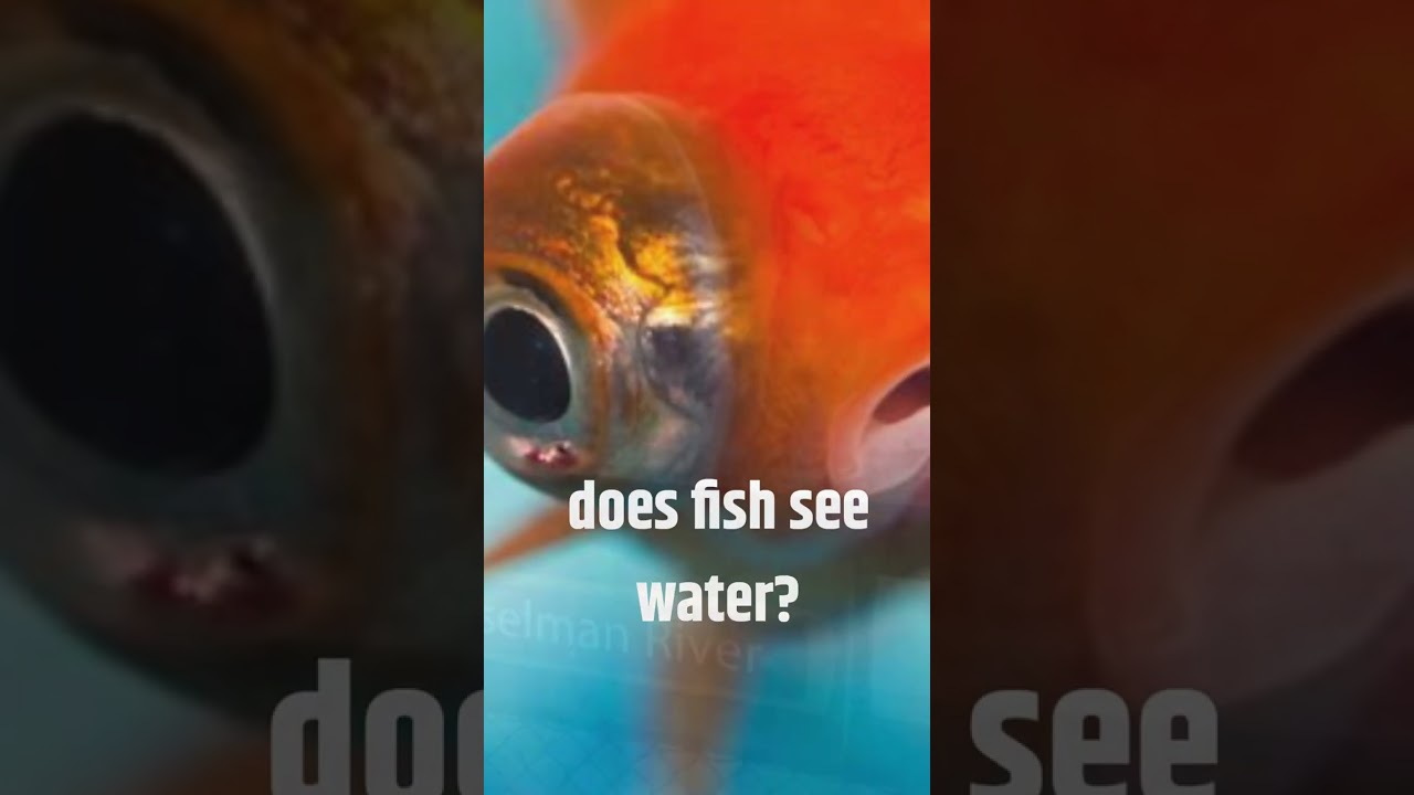 Showerthought 🤔🤔