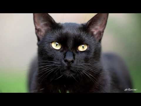 วีดีโอ: แมวทองเกี๋ย: ลักษณะพันธุ์