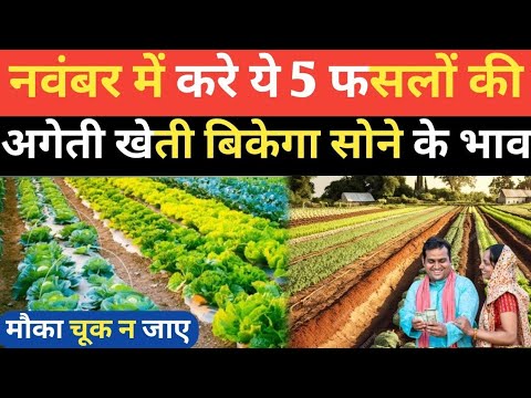 नवंबर में रहेगा इन फसलों का भयंकर रेट | November me konsi kheti kare | November me hone wali fasal