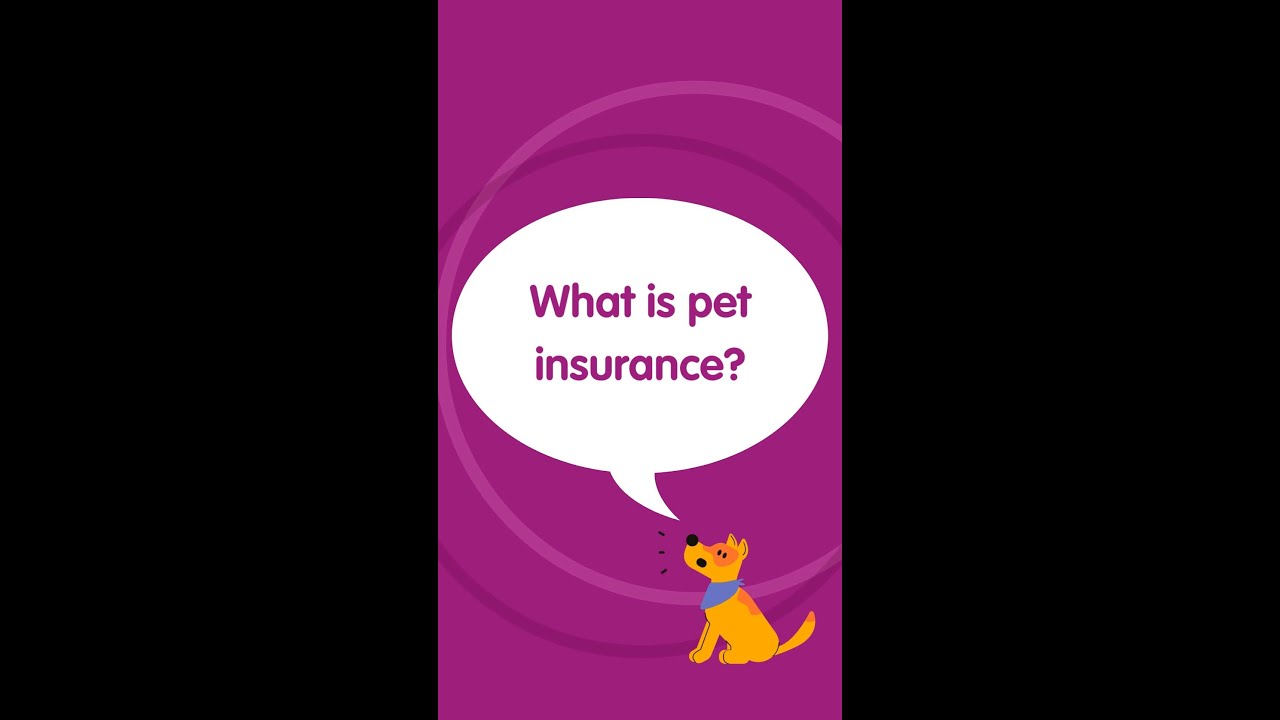 What is pet insurance and how do I choose?