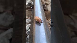 Sadly, this little girl was run over by the train. #train #challenge #shortvideo