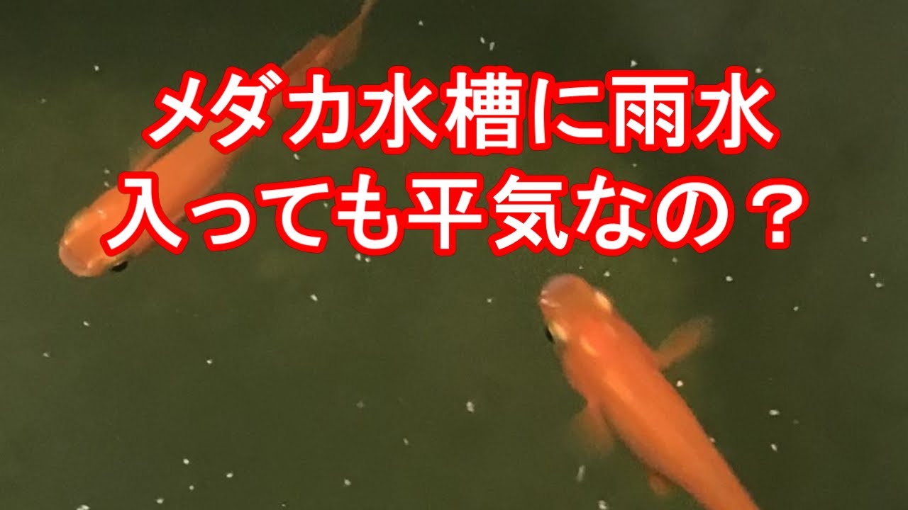 秋の長雨 メダカの水槽に雨が入っても大丈夫 滋賀県のメダカ販売店 めだか藁屋 高木正臣 Youtube